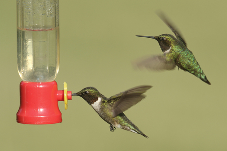 Male Ruby-throated Hummingbirds (archilochus colubris) in flight at a feeder with a green backgroundの写真素材