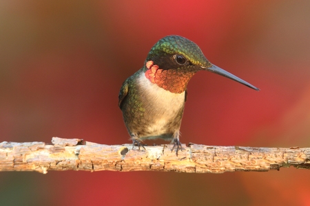 Male Ruby-throated Hummingbird (archilochus colubris) on a perch with a colorful backgroundの写真素材