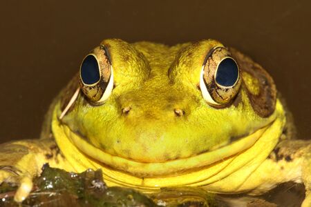 Close-up of a Green Frog (Rana clamitans) sunning in summer