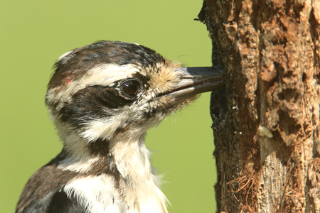 Hairy Woodpecker (Picoides villosus) on a tree with a green backgroundの写真素材