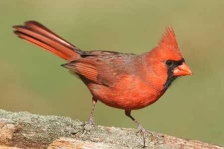 Male Northern Cardinal (cardinalis cardinalis) on a log with a green backgroundの写真素材