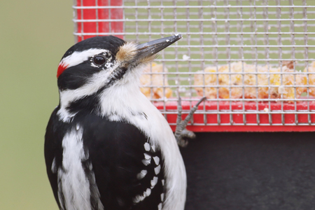 Male Hairy Woodpecker (Picoides villosus) on a suet feeder with a green backgroundの写真素材