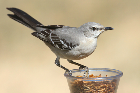 Northern Mockingbird (Mimus polyglottos) on a feederの写真素材