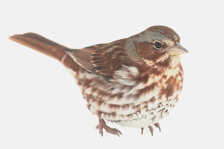 Fox Sparrow( Passerella iliaca) on whiteの写真素材