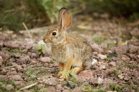 Desert Cottontail Rabbit (Sylvilagus audubonii) also known as Audubon's Cottontail in New Mexicoの写真素材
