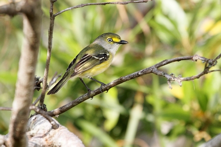 White-eyed Vireo (griseus) on the branch of a tree