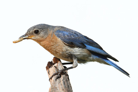 Female Eastern Bluebird (Sialia sialis) on a perch - Isolated on a white backgroundの写真素材