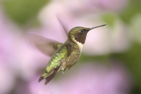 Male Ruby-throated Hummingbird (archilochus colubris) in flight with a colorful floral backgroundの写真素材