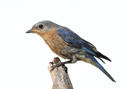Female Eastern Bluebird (Sialia sialis) on a perch - Isolated on a white backgroundの写真素材