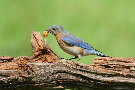 Female Eastern Bluebird (Sialia sialis) carrying an insectの写真素材
