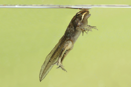 Wood Frog (Rana sylvatica) transitioning from a polliwog (tadpole) to a frog underwaterの写真素材