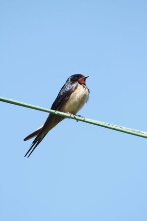 Barn Swallow (Hirundo rustica) on a wire with a blue sky backgroundの写真素材