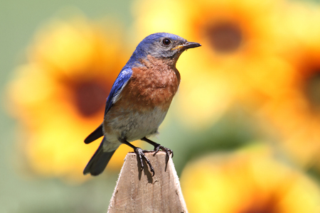 Male Eastern Bluebird (Sialia sialis) on a fence with flowersの写真素材