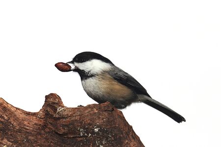 Black-capped Chickadee (poecile atricapilla) on a stump - Isolated on a white backgroundの写真素材