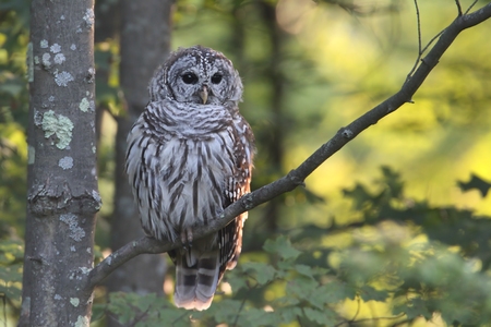 Barred Owl (Strix varia) in a tree with a green backgroundの写真素材