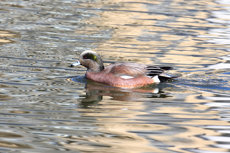 American Wigeon (Anas americana) swimming in the oceanの写真素材