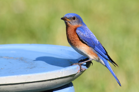 Eastern Bluebird (Sialia sialis) in a bird bathの写真素材