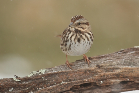 Song Sparrow (Melospiza melodia) perched on a tree limb in winterの写真素材