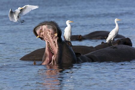 Hippopotamus  Hippopotamus amphibius  and three Great White Egrets  Egretta alba  in the Chobe River in Chobe National Park in Botswanaの写真素材