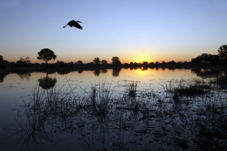 Yellowbilled Stork flying over the Okavango Delta at dusk in Botswanaの写真素材