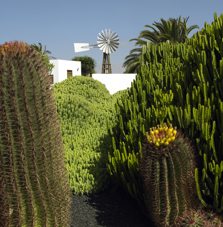 A cactus garden and wind pump in Spain の写真素材