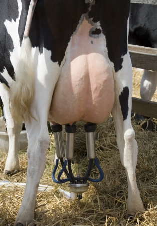 Milking a dairy cow using an automatic milking machineの写真素材