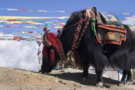 A domesticated yak near Gyantse in the Tibet Autonomous Region of China  の写真素材