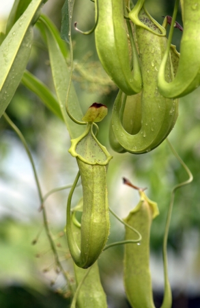 Carnivorous pitcher plants in the Amazon rainforest in Brazil, South America                               の写真素材