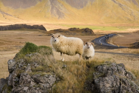 Icelandic sheep near the main coastal road on the south coast of Iceland の写真素材