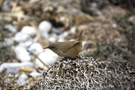 Cobbs Wren - Traglodytes cobbi - Falkland Islandsの写真素材