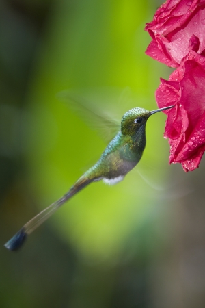 Male Booted Racket-tail Hummingbird - Ocreatus underwoodii - in the Mindo Cloud Forest at Pichincha in Northern Ecuadorの写真素材