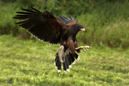 Harris Hawk - Parabuteo unicinctus - Ecuadorの写真素材