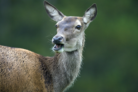 Female Bukhara Deer - Cervus elaphus bactrianus - in Kazakstan is alert to danger  Also known as a Bactrian Wapiti, Bukhara Deer or Bactrian Deer の写真素材