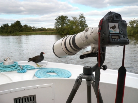 Time for your close-up Miss Moorhen -  A large telephoto lens is often required to get you close to the wildlife の写真素材