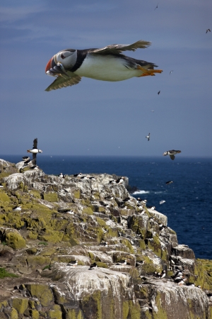 Puffins - Fratercula arctica - with a beak full of sand eels flying over the cliffsの写真素材