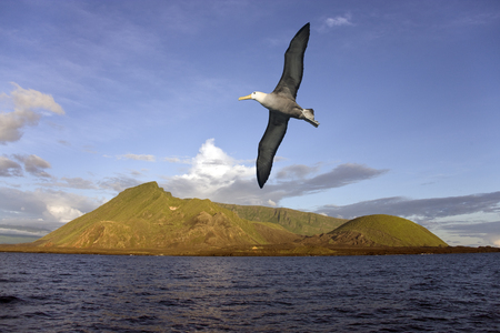 Black browed Albatross の写真素材