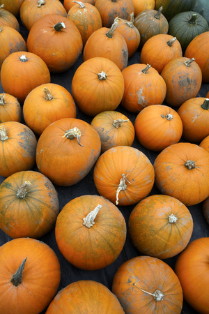 Pumpkins on a farm in North Yorkshire in the north of England
