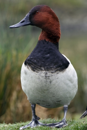 The Canvasback known in the United States as Canvasbacks usually take new mates each yearの写真素材