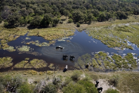 Aerial view of Elephants -  Loxodonta africana - in the Okavango Delta in Botswanaの写真素材