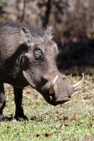 Wathog - Phacochoerus aethiopicus - in the bush in northwest Zimbabwe