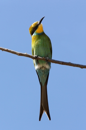 Swallowtailed Bee-Eater - Merops hirundineus - in Etosha National Park in Namibiaの写真素材