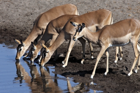 Group of female impala - Aepyceros melampus melampus - at a waterhole in Etosha N P  in Namibiaの写真素材