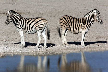 Two young Zebra - Equus quagga - by a waterhole in Etosha National Park in Namibiaの写真素材