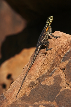 Namibian Rock Agama - Agama planiceps - in Damaraland in Namibiaの写真素材