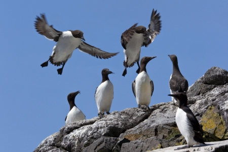 Guillemot Colony - Uria aalge - on the island of Lunga in the Treshnish Islands off the west coast of Scotland の写真素材