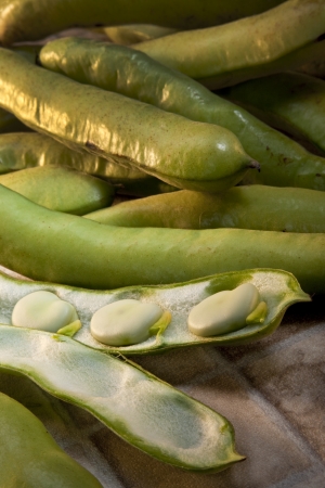 Broad Beans, Fava Beans or Horsebeans are large edible flat beans seen here in an open pod  Broad beans are rich in L-dopa, a substance used medically in the treatment of Parkinsonの写真素材