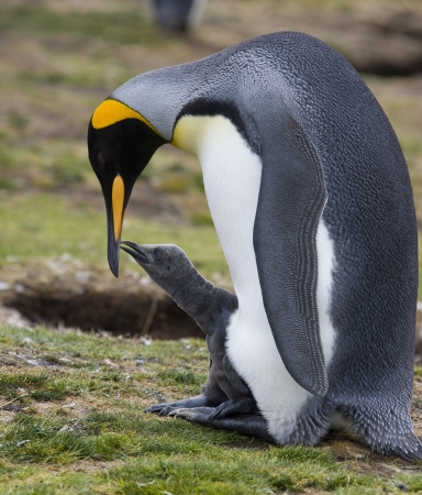 Adult King Penguin with chick at Volunteer Point on the Falkland Islandsの写真素材