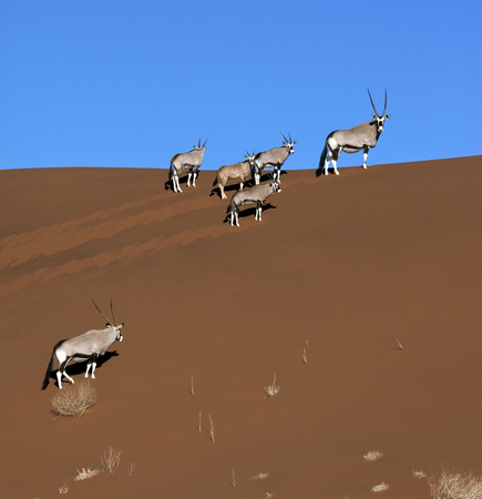 A group of Gemsbok - Oryx - in the Namib-nuakluft desert near Sossusvlei in Namibia の写真素材