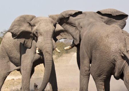 Two Elephant - Loxodonta africana - fighting in Etosha National Park in Namibiaの写真素材