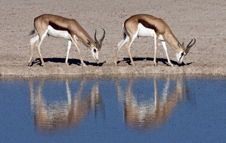 Two young male Springbok - Antidorcas marsupialis - near a fly covered waterhole in Etosha National Park in Namibiaの写真素材
